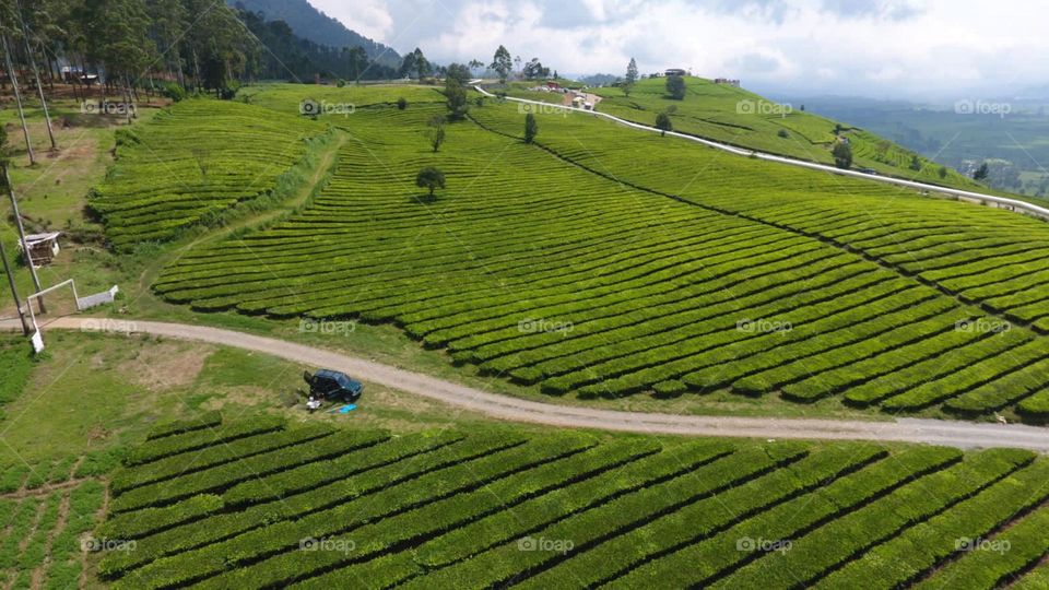 morning view in tea plantation