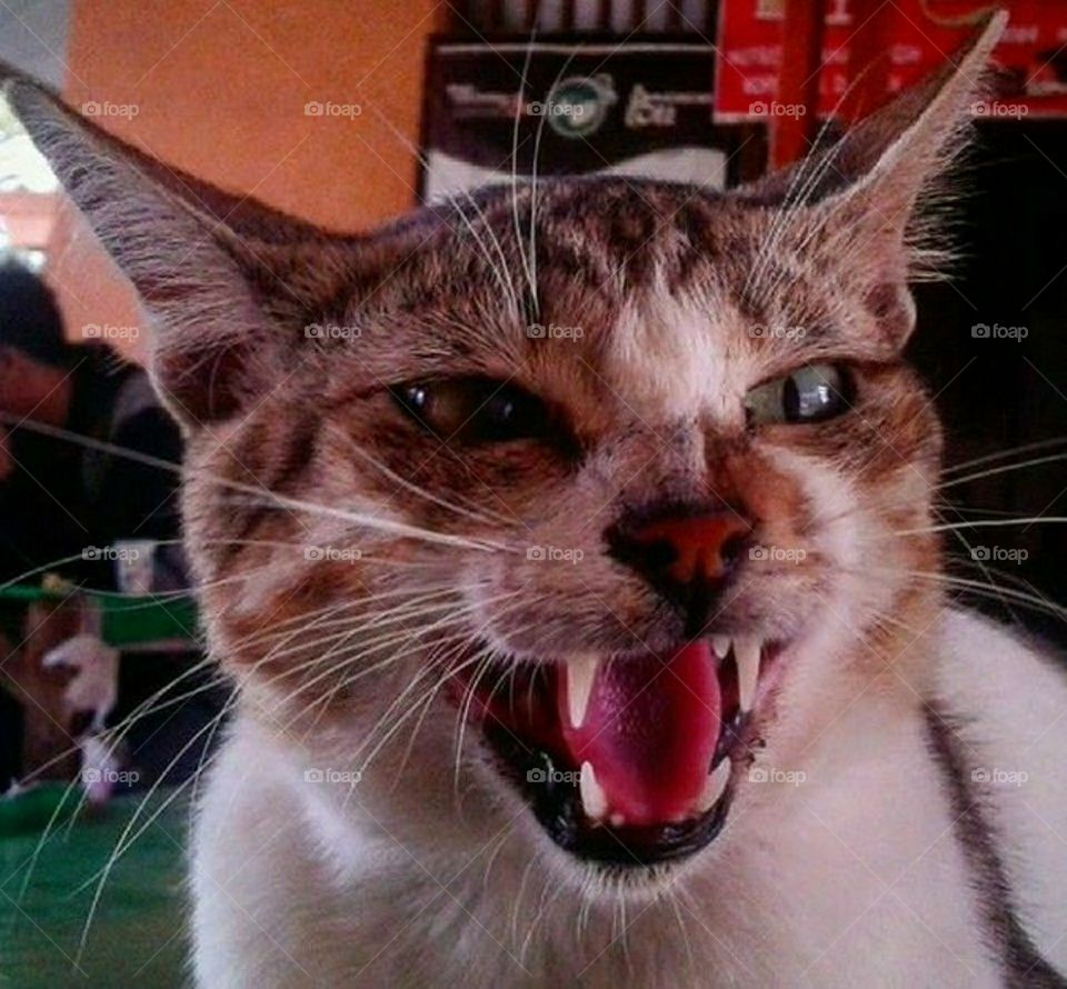 angry cat natural