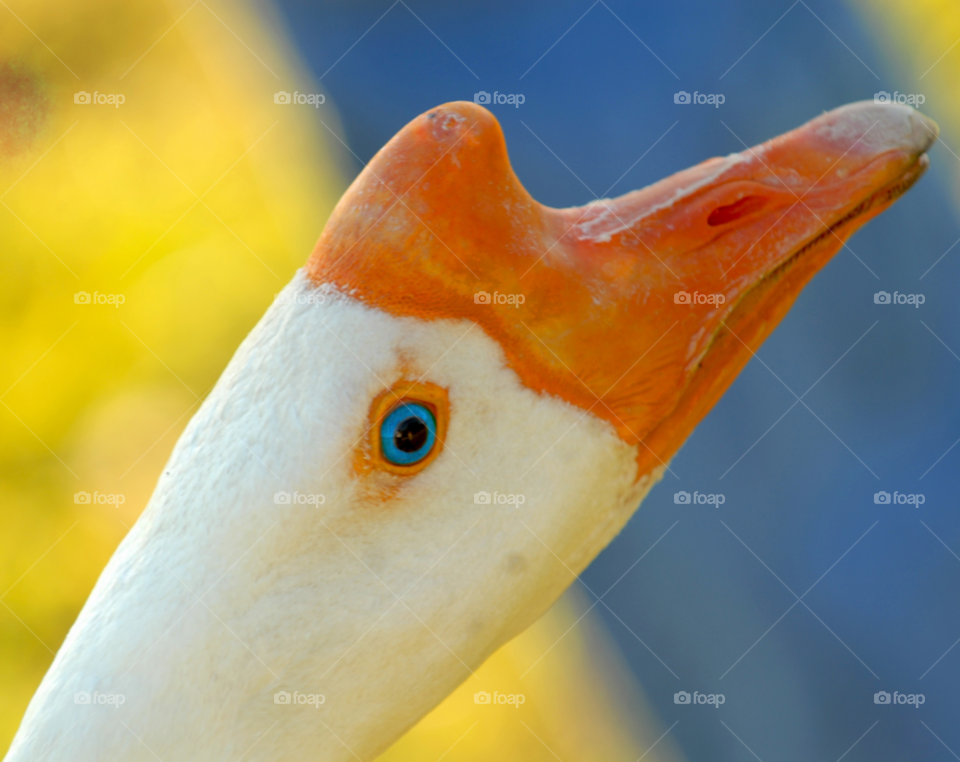 eye bird beak goose by lightanddrawing