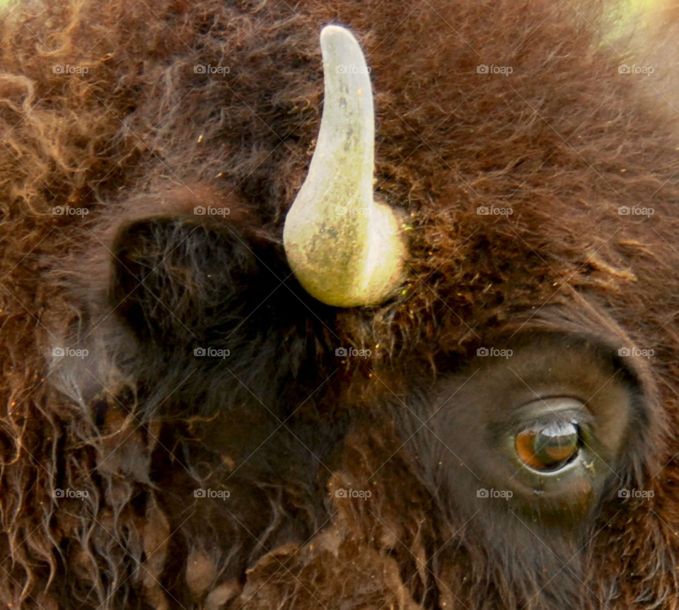 face animal horn buffalo by lightanddrawing