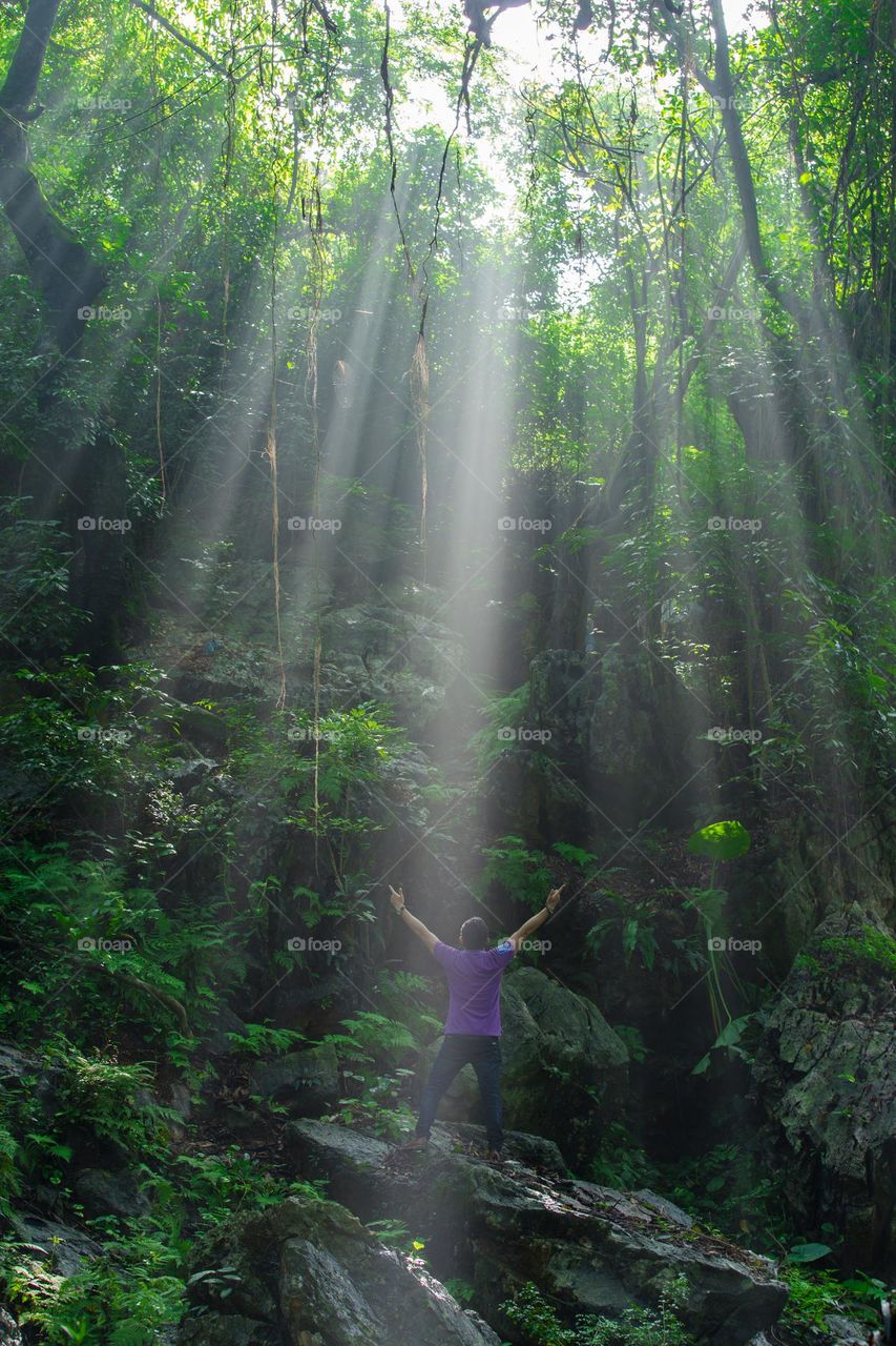 immersed in nature with forest trees and sun ray