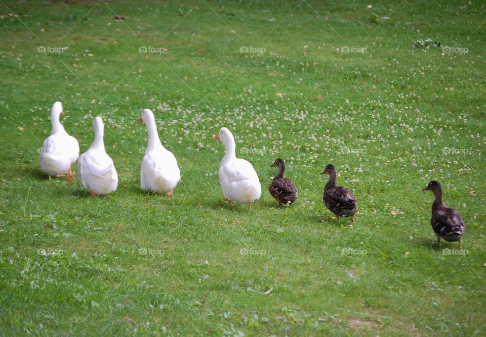 Wild ducks and tame ducks walking together in a row