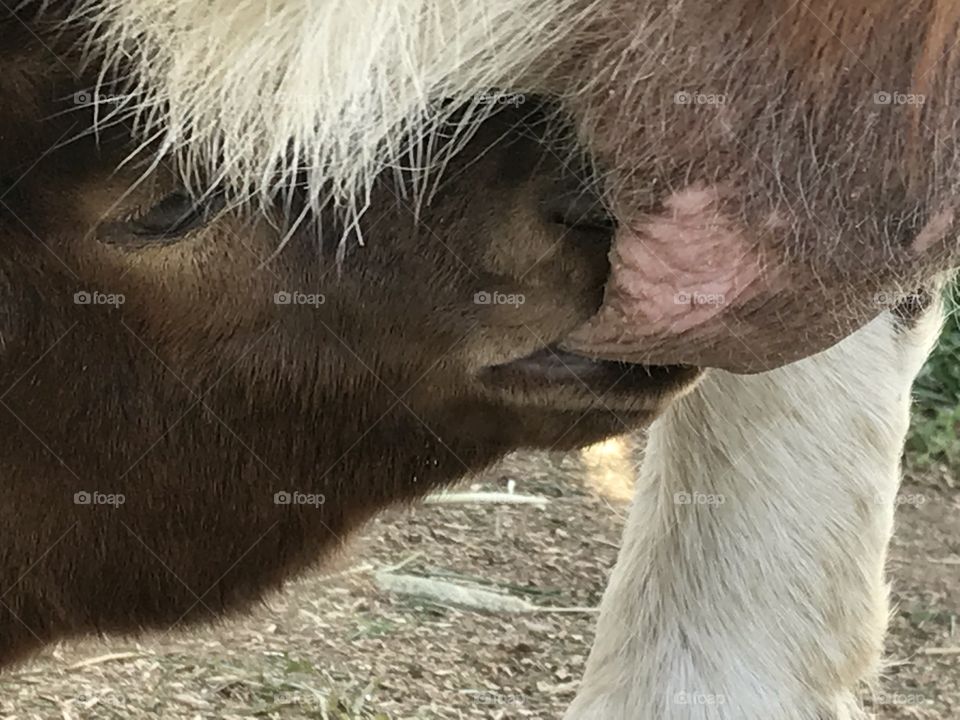 Baby goat drinking from mother.