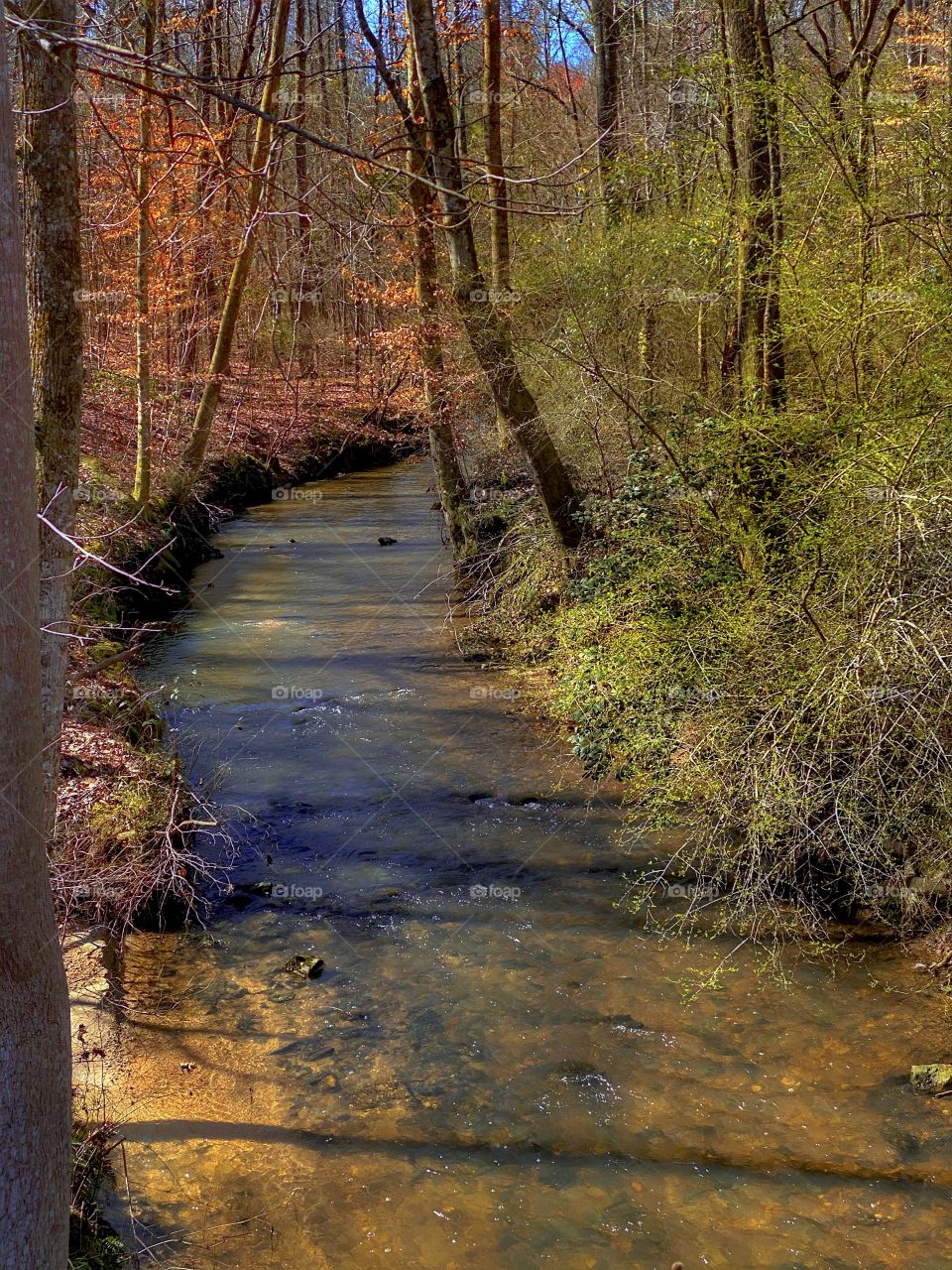 Creek Flow