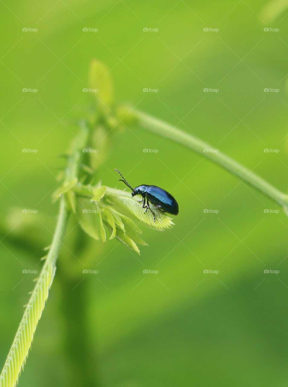 Flea Beetle