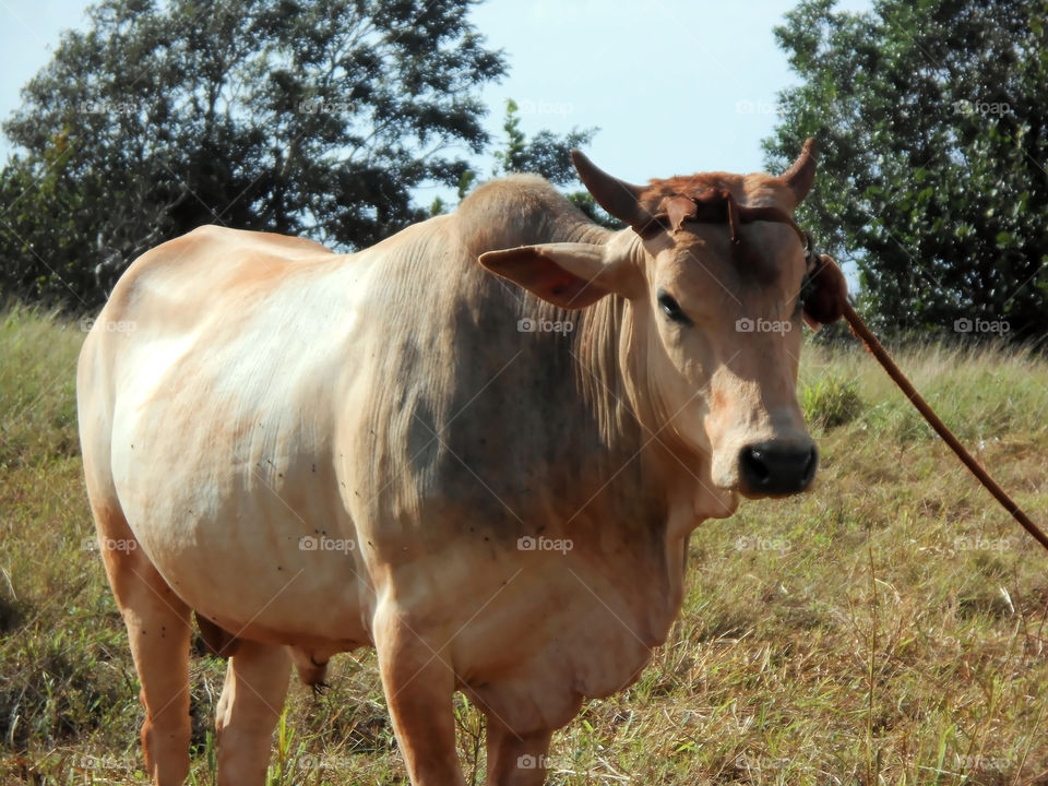 Curious Bull