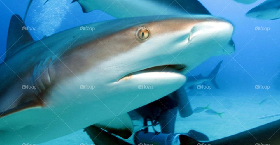 Shark close up