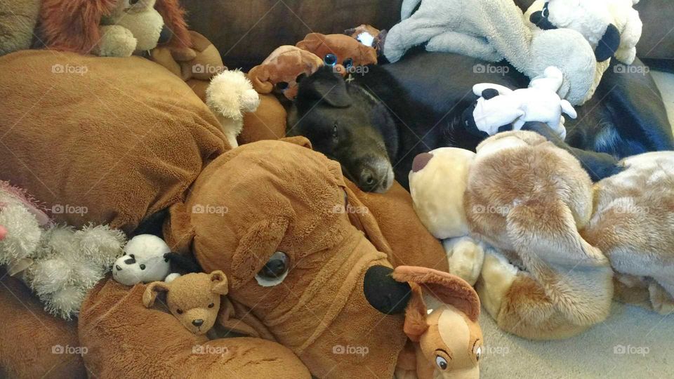 Dog, Mammal, No Person, Pet, Animal