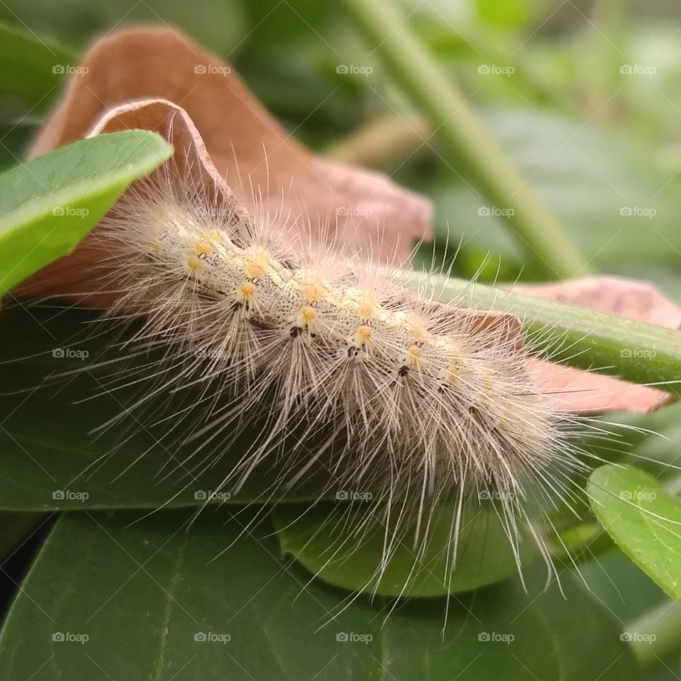 Fuzzy Wuzzy was a..... caterpillar?