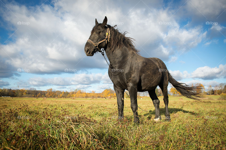 Black horse in the autumn meadow