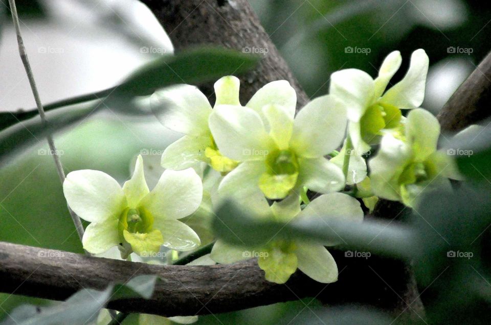 --White Orchid....