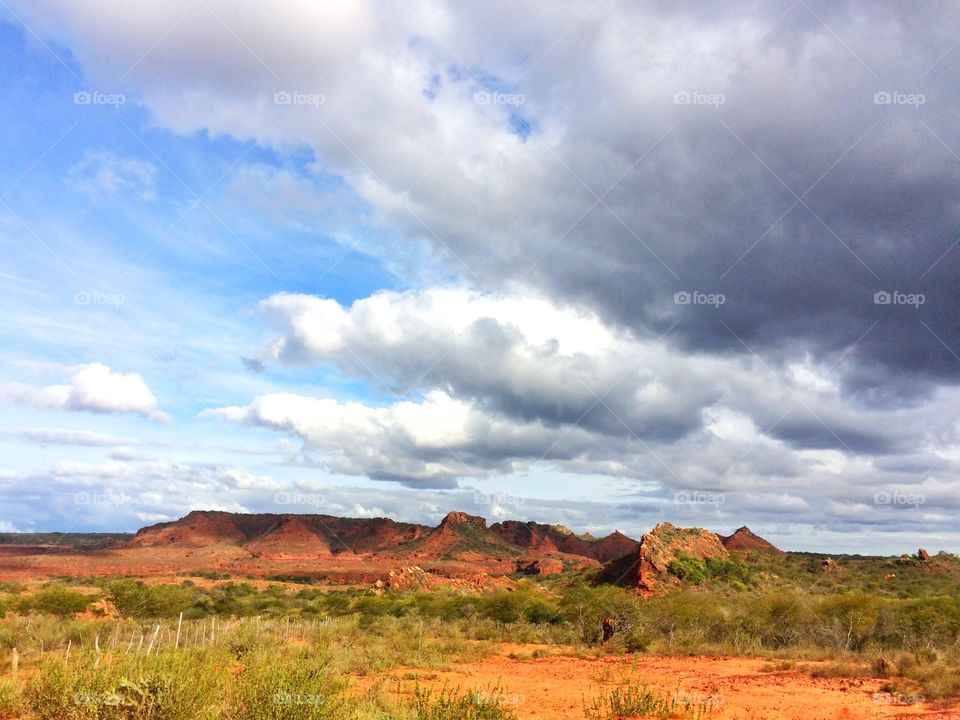 The Brazilian Savannah 