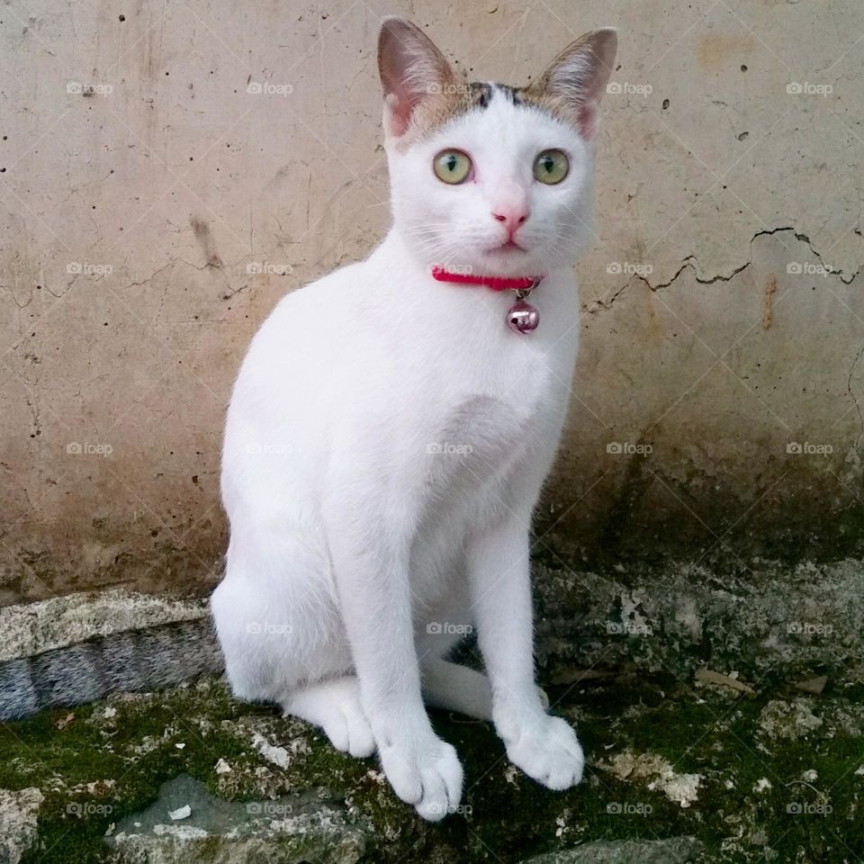 Cat sit on concrete fence
