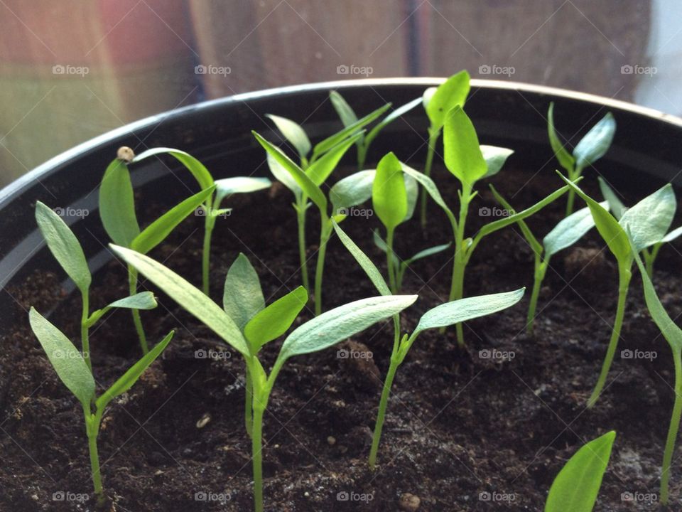 Small plants in potted plants