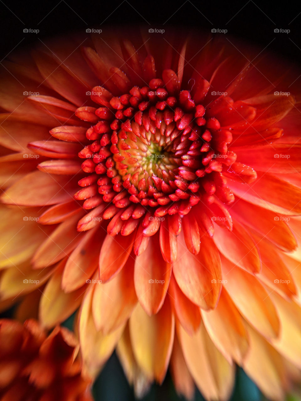 Colorful Mums Flower Macro