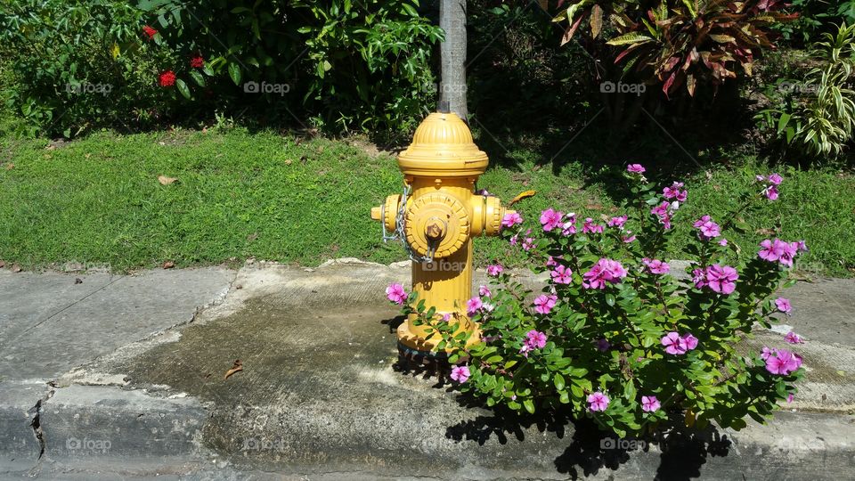Yellow hydrant beside a very flowered plant