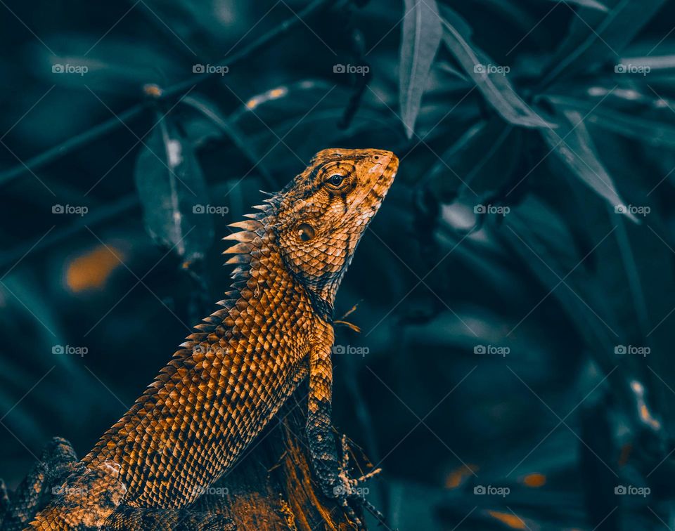 Oriental lizard - backyard garden photography 