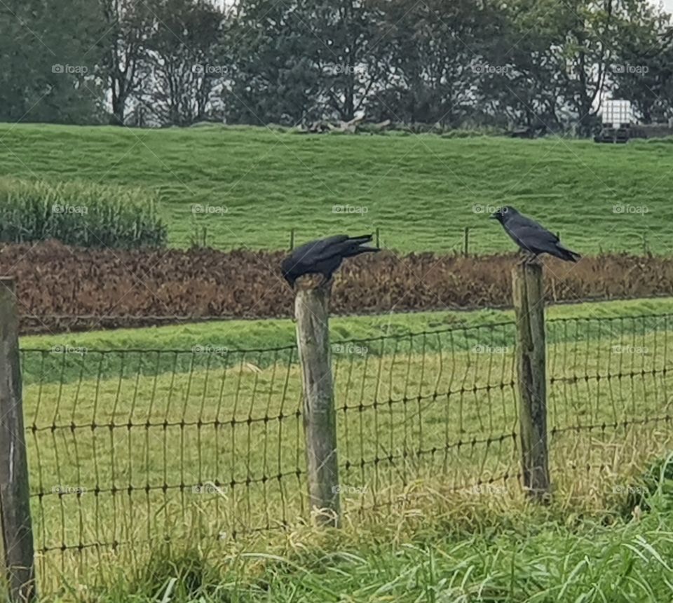 Two beautiful black crows sitting on wooden posts poles of the land. Outside the Netherland