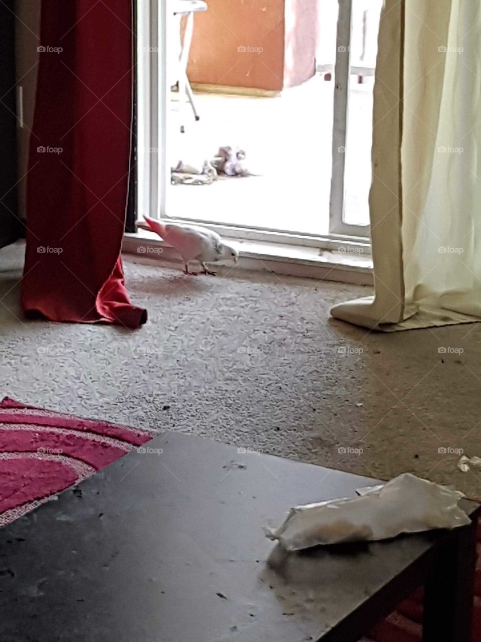An unwanted guest flew into our home and created a mess in a hurry.