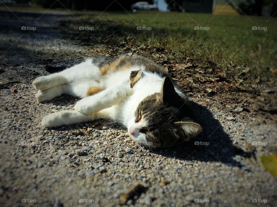 Gray Tabby Asleep 8n the Road with a Leaf on Her