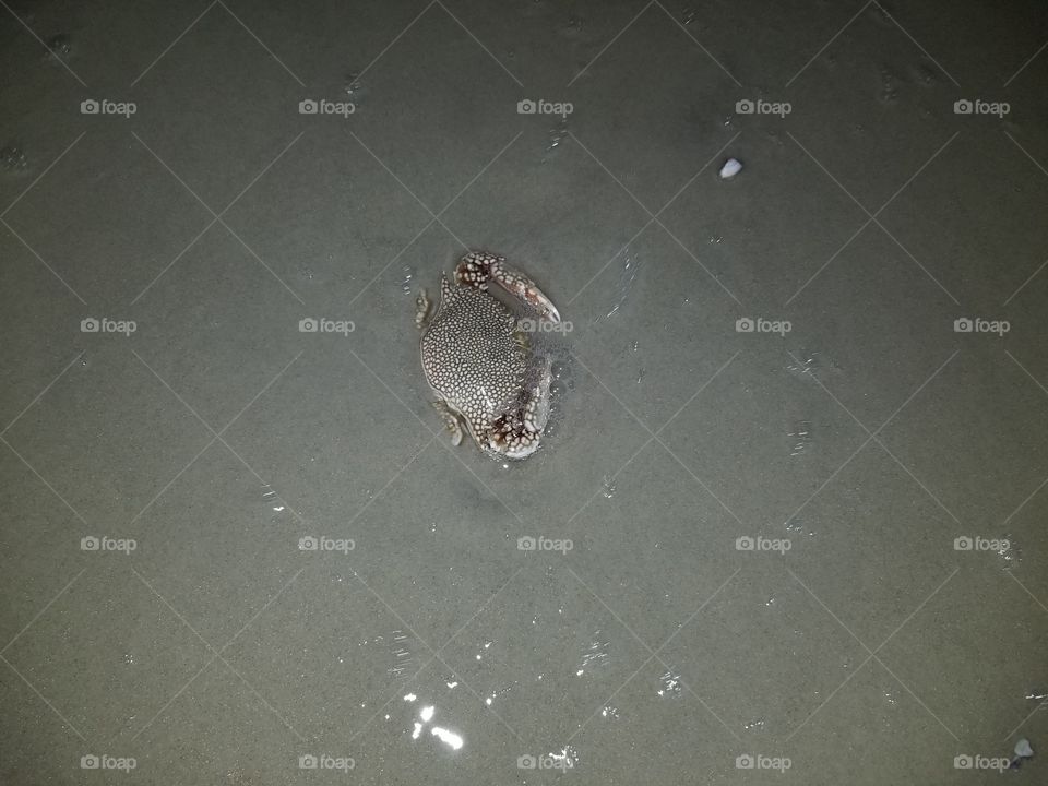 Crab on Beach at night.