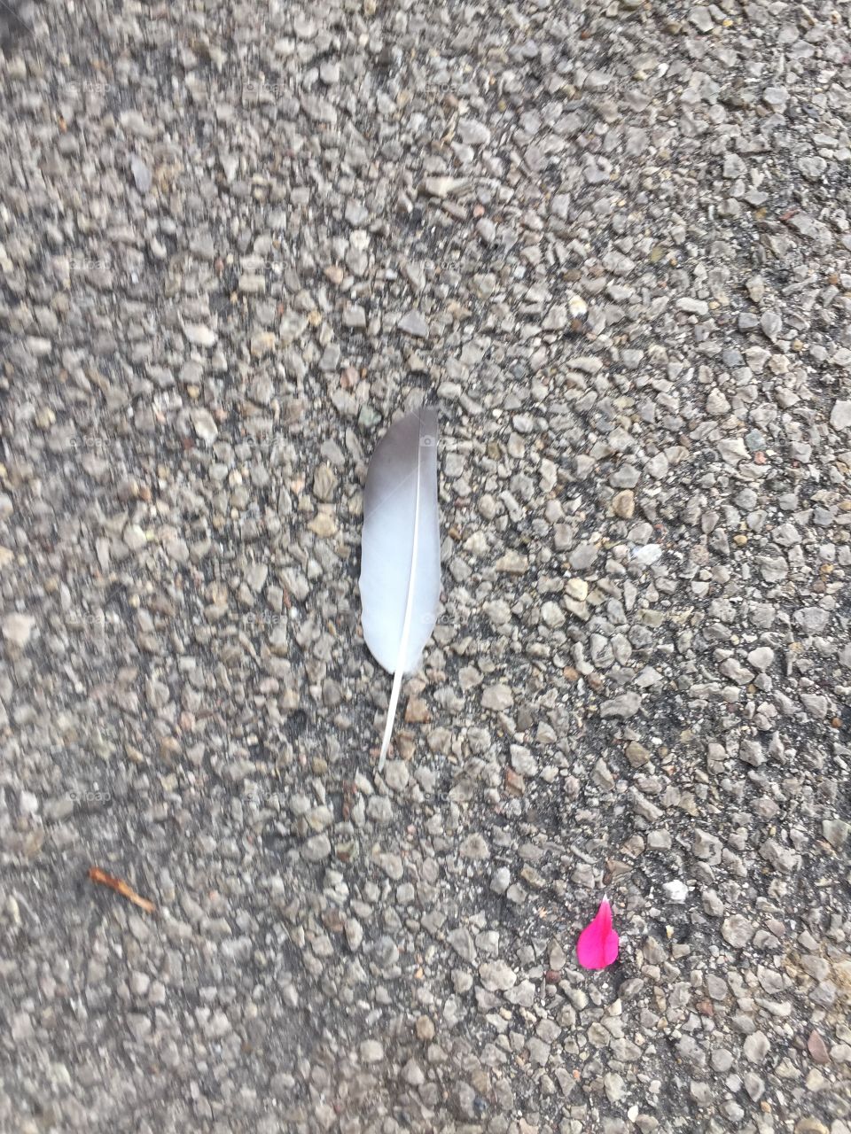 Feather 