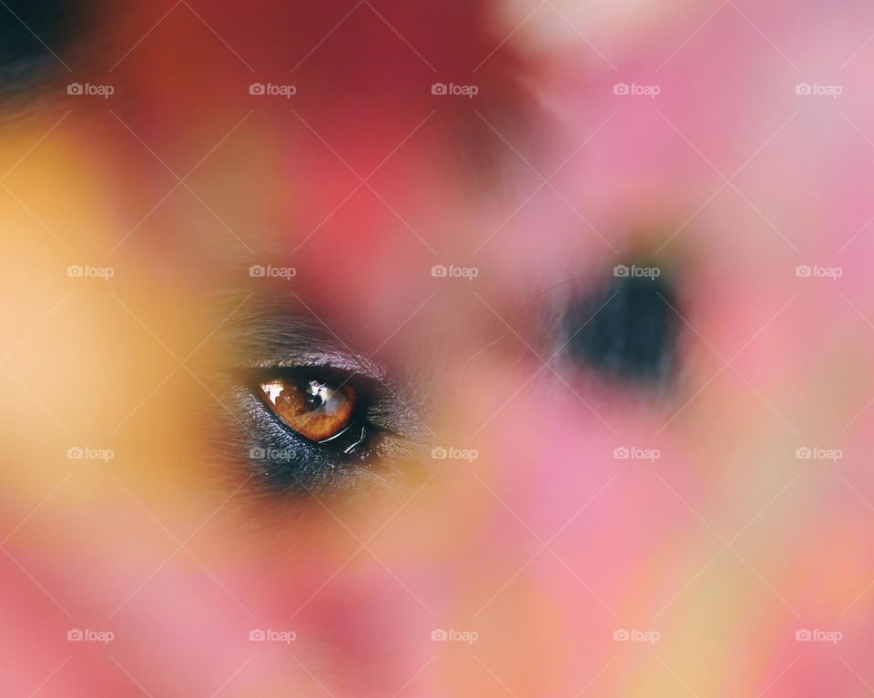 Beautiful brown dog eye behind autumn leaf