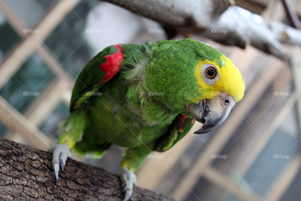 A colorful bird 🐦