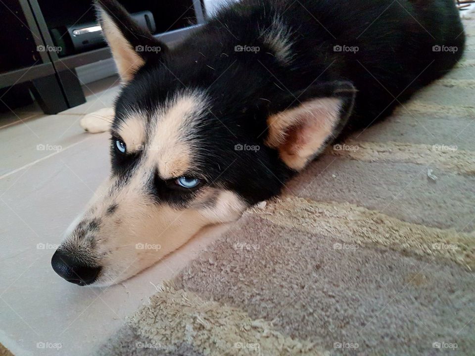 The cutest pets in the world