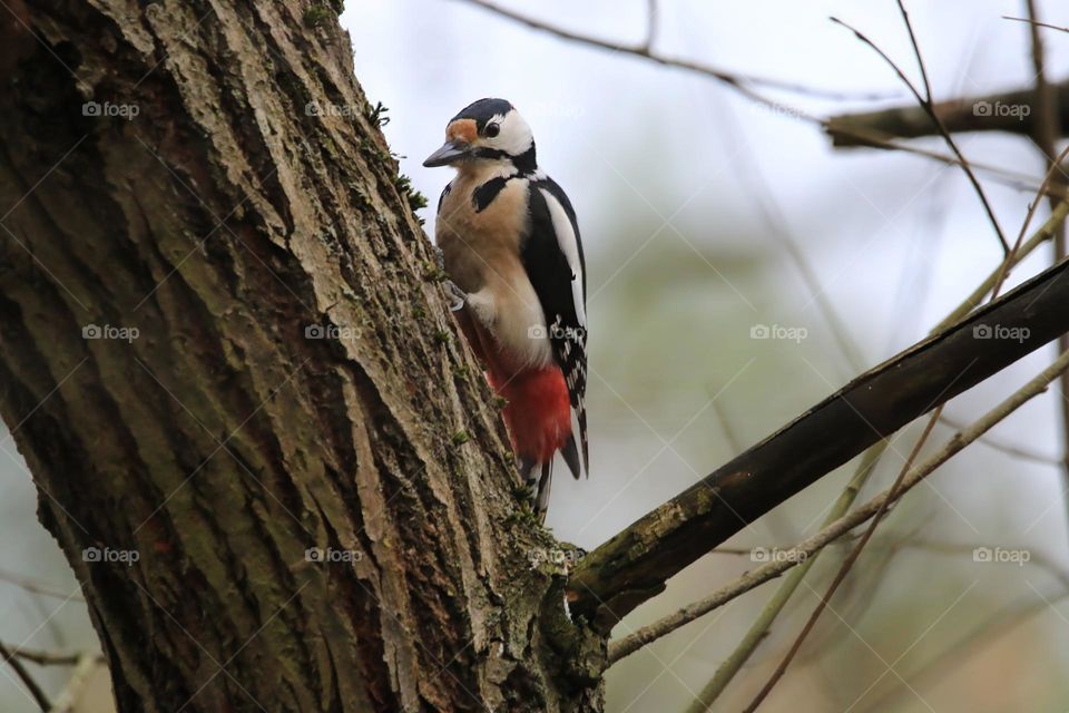 A typical German winter is depicted in this image, with sub-zero temperatures and no snow. The focus is on a woodpecker clinging to a tree. The scene conveys the cold and tranquility of the season.