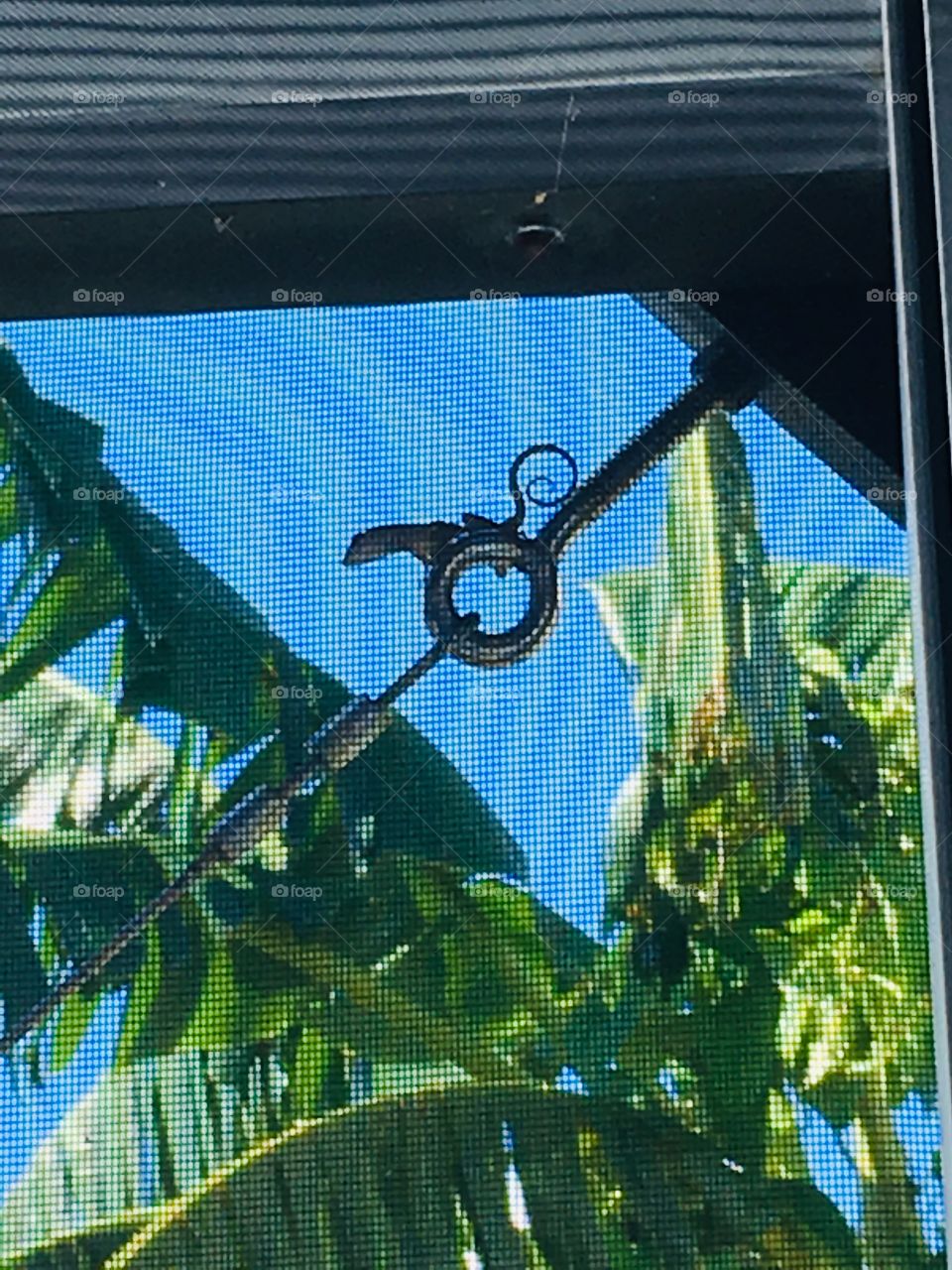 Florida lizard on a screen circle ⭕️