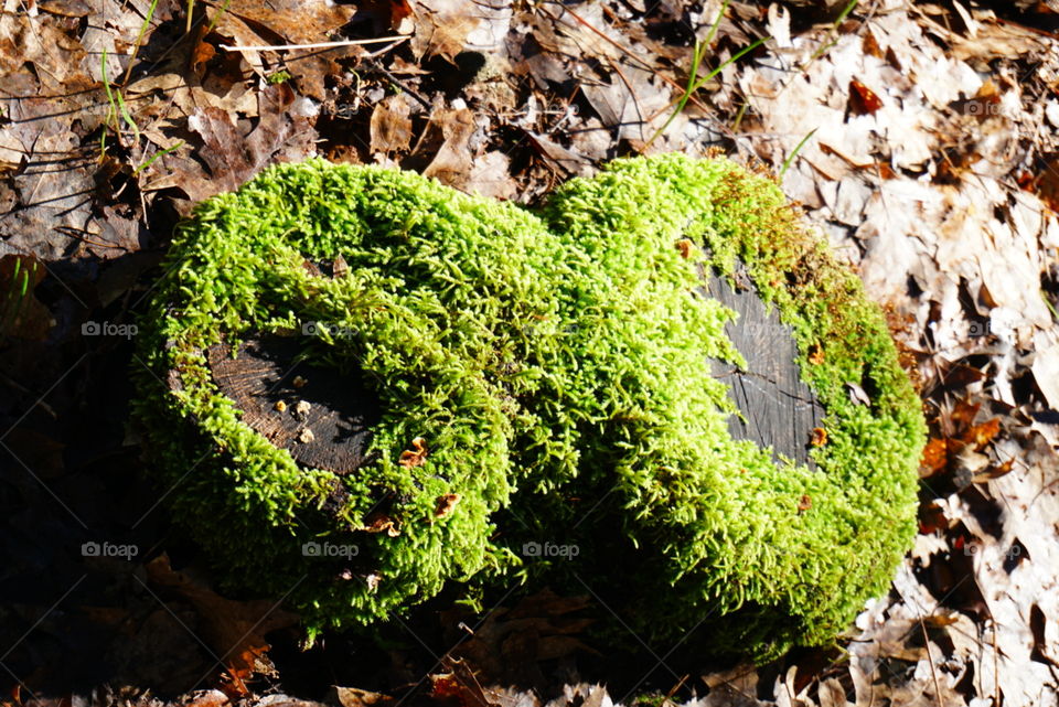 Moss