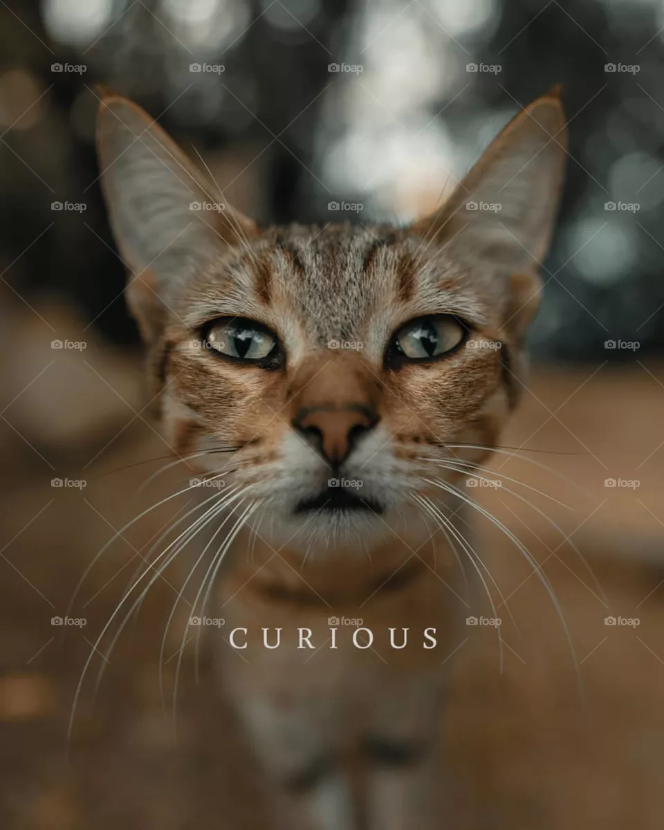 Curious