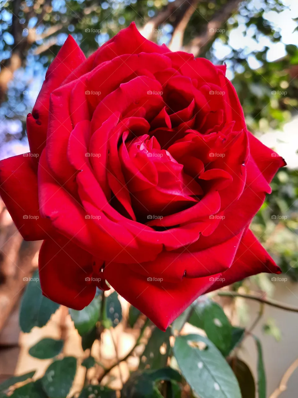 rose, red rose
