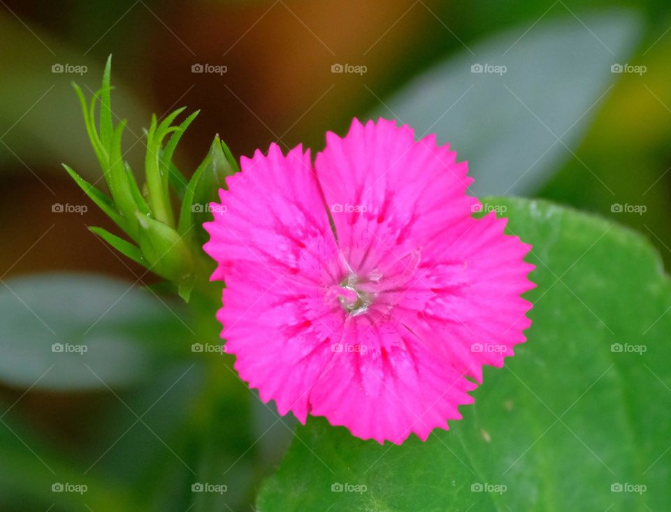 pink flower