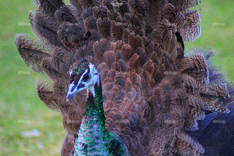 The Peacock