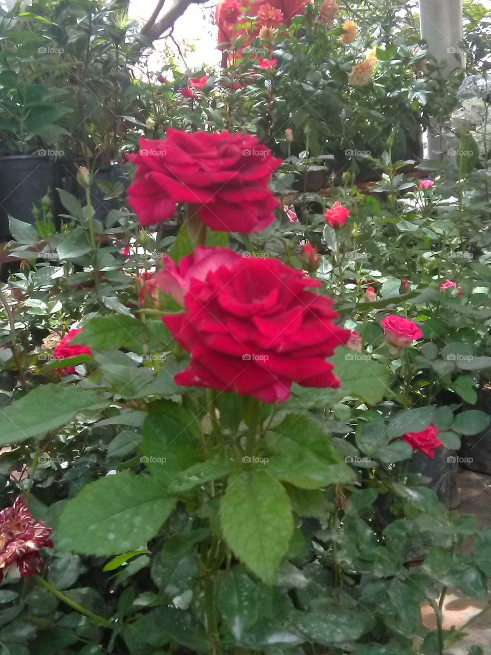 red roses