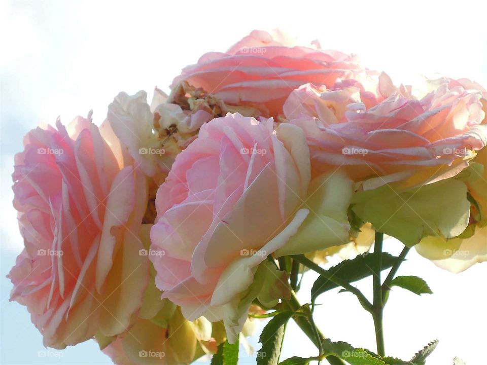 Rose Romantisch