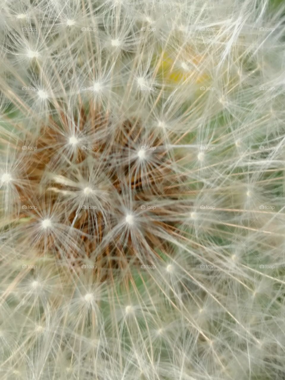 Dandelion