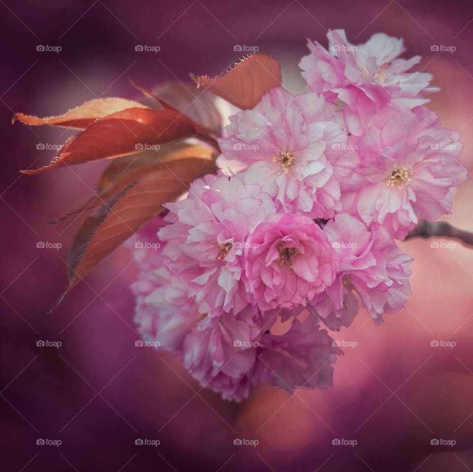 Sakura flowers