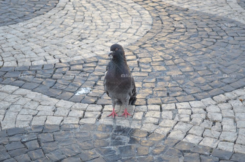 Elegant pigeon saying hi