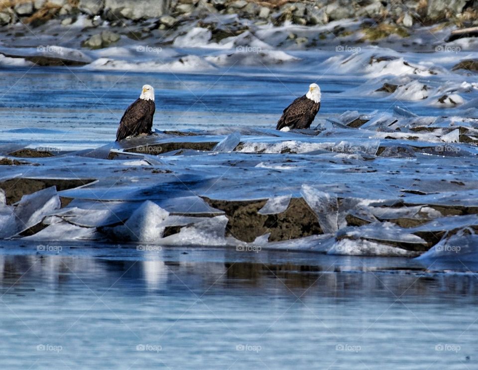 Eagle watching on the Skagit River, Skagit County,Washington. Hundreds of eagles flock to the Skagit River each winter for the salmon run.