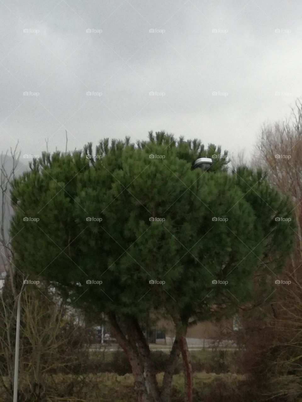 A lamppost, as if it were the fruit of the tree