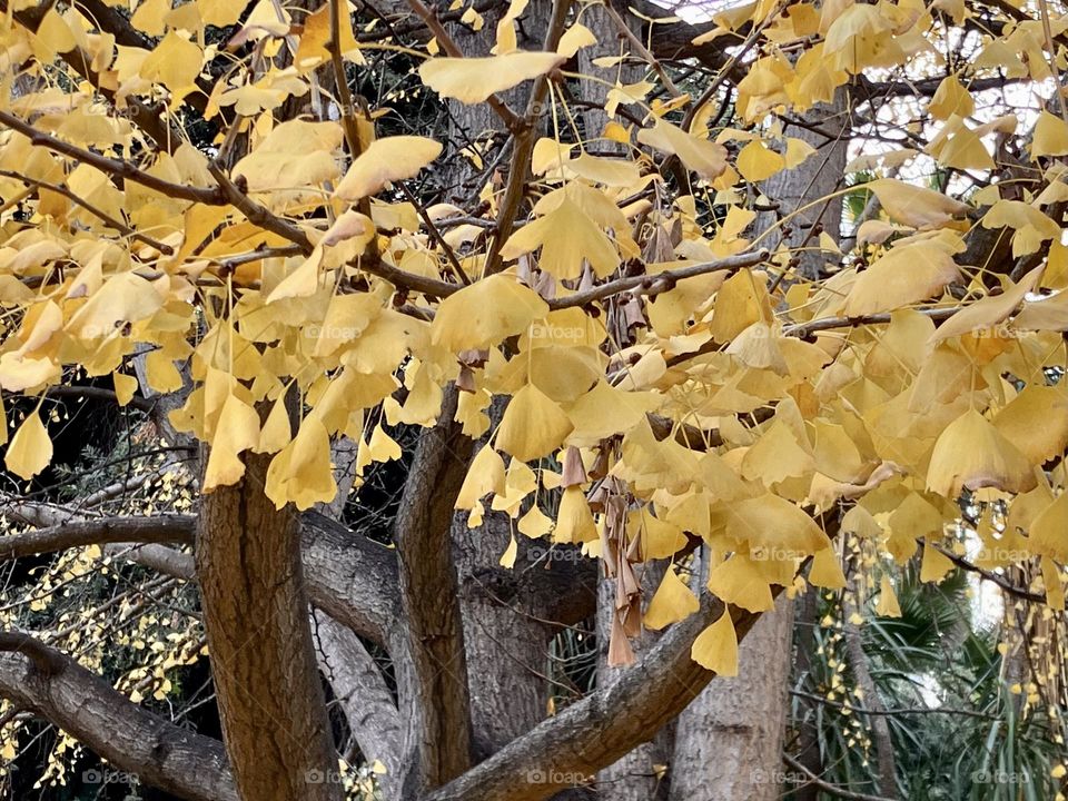 Gingko leaves