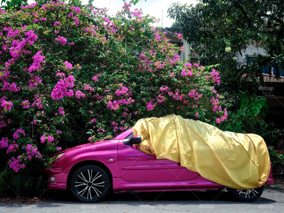 A pink car covered with yellow canvas parked infront of a pink bougainvillea plant in the city
