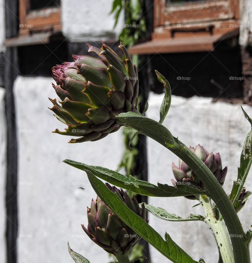 Cactus, No Person, Succulent, Nature, Flower