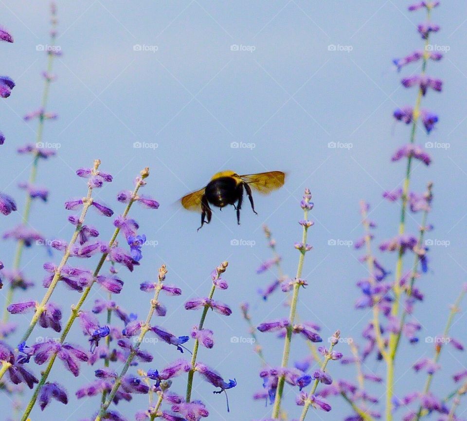 Bumble Bee in flight