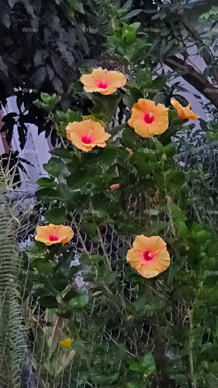 exotic hibiscus