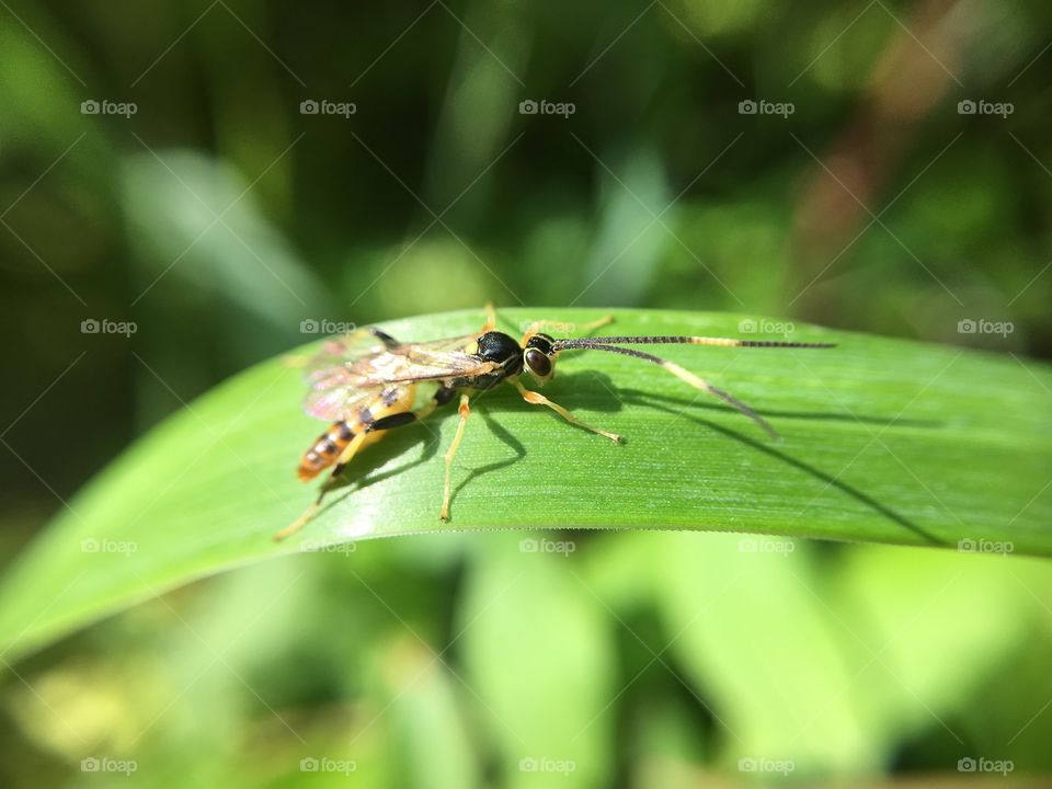 Tiny Insekt on grass blade - Macro Shot