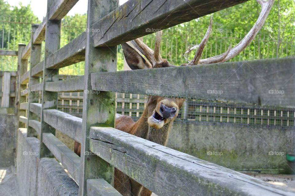 a chewing deer